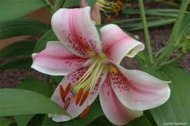 lily